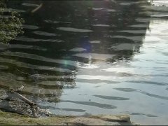 Die Y.B.D.-Videos Die Y.B.D.-Videos